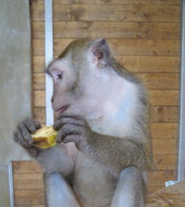 MACACO Univ Modena a SEMPRONIANO - FOTO LAV