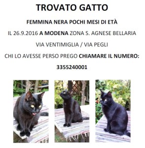 trovata gattina 26-9-16